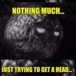 He's a working Brain named Brian | HEY BRAIN...WHATS UP? NOTHING MUCH... JUST TRYING TO GET A HEAD... | image tagged in brian and chuck | made w/ Imgflip meme maker