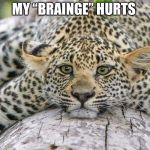 Confession Leopard | MY “BRAINGE” HURTS | image tagged in confession leopard | made w/ Imgflip meme maker