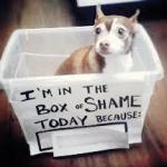 Shame Dog