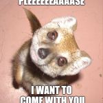 Adorable begging mongoose | PLEEEEEEAAAASE; I WANT TO COME WITH YOU | image tagged in mongoose,cute | made w/ Imgflip meme maker