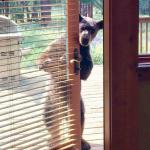 Bear at door