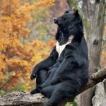 contemplative bear