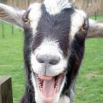 Goat be funny face smile