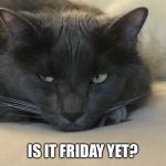 Depressed Cat | IS IT FRIDAY YET? | image tagged in depressed cat | made w/ Imgflip meme maker