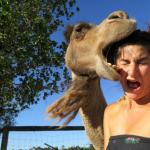 Camel biting head