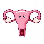 Uterus