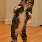 Dancing Cat | WATCH  ME WHIP WATCH ME NENE | image tagged in dancing cat | made w/ Imgflip meme maker