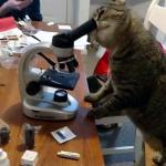 cat microscope scientist