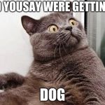Surprised cat | DID YOUSAY WERE GETTING A DOG | image tagged in surprised cat | made w/ Imgflip meme maker