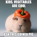 Guinea pig with vegetable | KIDS, VEGETABLES ARE COOL; ASK THIS GUINEA PIG | image tagged in guinea pig with vegetable | made w/ Imgflip meme maker