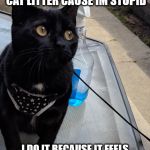I like my litter | I DONT LAY IN MY FRESH CAT LITTER CAUSE IM STUPID; I DO IT BECAUSE IT FEELS LIKE A NICE COOL SAND MASSAGE | image tagged in innocent murr,cat litter,cat | made w/ Imgflip meme maker