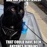 Innocent Murr | BLACK FUR IN THE DOGS BOWL? AND CAT LITTER PIECES? THAT COULD HAVE BEEN ANYONES REMAINS FROM WASHING THEMSELVES | image tagged in innocent murr | made w/ Imgflip meme maker