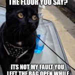 Stupid Murr | TREATS ALL OVER THE FLOOR YOU SAY? ITS NOT MY FAULT YOU LEFT THE BAG OPEN WHILE YOU WERE IN THE BATHROOM | image tagged in innocent murr,bad kitty | made w/ Imgflip meme maker