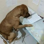 studying dog