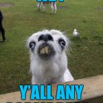 The goat of the day that has a weird Infestation of Urine Disease | HEY; Y’ALL ANY CORMBREAD… | image tagged in llama weird face,meme,llama | made w/ Imgflip meme maker