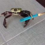 Crab knife  meme