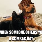 Honey and Murr staring | ! A SCMBAG HAT; WHEN SOMEONE OFFERS YOU | image tagged in honey and murr staring,scumbag | made w/ Imgflip meme maker