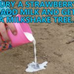 Also works with chocolate, bananas etc... :) | BURY A STRAWBERRY, ADD MILK AND GET A MILKSHAKE TREE... | image tagged in pour milk,memes,milkshakes,food,gardening | made w/ Imgflip meme maker