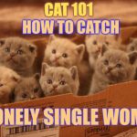 box o kittens | HOW TO CATCH; CAT 101; A LONELY SINGLE WOMAN | image tagged in box o kittens,memes,cat weekend | made w/ Imgflip meme maker