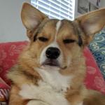 Tough corgi