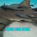 funny fish | THESE FISH SUCK | image tagged in suckerfish,funny,fish,shark | made w/ Imgflip meme maker