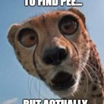 shocked cheetah | WHEN YOU EXPECT TO FIND PEE... ...BUT ACTUALLY DISCOVER POO | image tagged in shocked cheetah | made w/ Imgflip meme maker