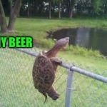 Don't Mess With The Turtle | HOLD MY BEER | image tagged in don't mess with the turtle | made w/ Imgflip meme maker