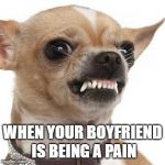 Annoyed Chihuahua | WHEN YOUR BOYFRIEND IS BEING A PAIN | image tagged in angry chihuahua,funny,humor | made w/ Imgflip meme maker