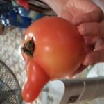 Hailing tomato