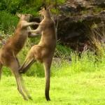 Kangaroo Fight meme