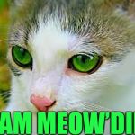 Meow’Dib | I AM MEOW’DIB | image tagged in meowdib 600px,memes | made w/ Imgflip meme maker