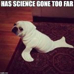 Halloween Dog Seal | HAS SCIENCE GONE TOO FAR | image tagged in halloween dog seal | made w/ Imgflip meme maker