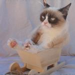 Grumpy Cat In a Sleigh