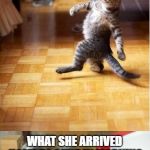 Party cat | WHEN MUM LEFT FRIDAY NIGHT.... WHAT SHE ARRIVED HOME TO SUNDAY MORNING | image tagged in party cat | made w/ Imgflip meme maker