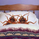 Bed bugs ACTUALLY in bed