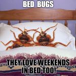 Bed Bug Weekend | BED  BUGS; THEY LOVE WEEKENDS IN BED TOO! | image tagged in bed bugs actually in bed,bed bugs,weekend,long weekend,bed bugs bed,couple in bed | made w/ Imgflip meme maker
