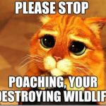 Puss in Boots | PLEASE STOP; POACHING, YOUR DESTROYING WILDLIFE | image tagged in puss in boots | made w/ Imgflip meme maker