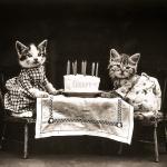 Birthday Cats