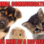 Pets | ANIMAL COMMUNICATION; ITS KIND OF A BIG DEAL | image tagged in pets | made w/ Imgflip meme maker