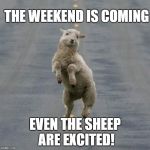 Friday | THE WEEKEND IS COMING; EVEN THE SHEEP ARE EXCITED! | image tagged in friday | made w/ Imgflip meme maker