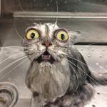 Wet pussy meme