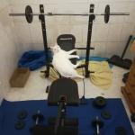 Gym cat meme