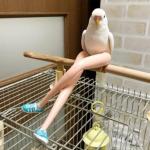 bird with sexy legs