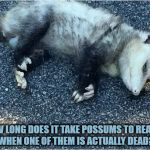 Possum | HOW LONG DOES IT TAKE POSSUMS TO REALIZE WHEN ONE OF THEM IS ACTUALLY DEAD? | image tagged in possum,funny,memes,funny memes | made w/ Imgflip meme maker