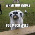 Llama weird face  | WHEN YOU SMOKE; TOO MUCH WEED | image tagged in llama weird face | made w/ Imgflip meme maker