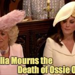 Camilla's Hat - Australia Mourns the Death of Ossie Ostrich  | Australia Mourns the; Death of Ossie Ostrich | image tagged in camilla's hat - australia mourns the death of ossie ostrich,royal wedding,royal family,duchess of cornwall,duchess of cambridge, | made w/ Imgflip meme maker