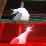 Screaming bird meme