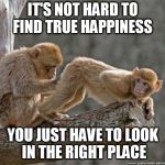 monkey butt | IT'S NOT HARD TO FIND TRUE HAPPINESS; YOU JUST HAVE TO LOOK IN THE RIGHT PLACE | image tagged in monkey butt | made w/ Imgflip meme maker