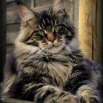 Thoughtful Maine coon cat