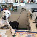 Dog Receptionist